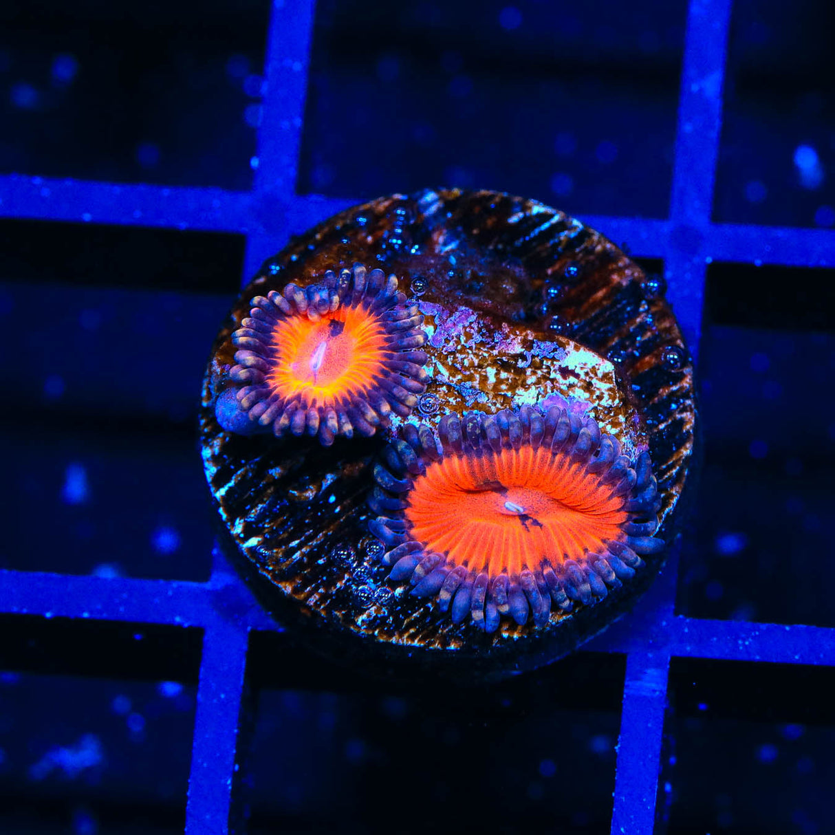 WWC Bloodsucker Zoanthids Coral - Top Shelf Aquatics