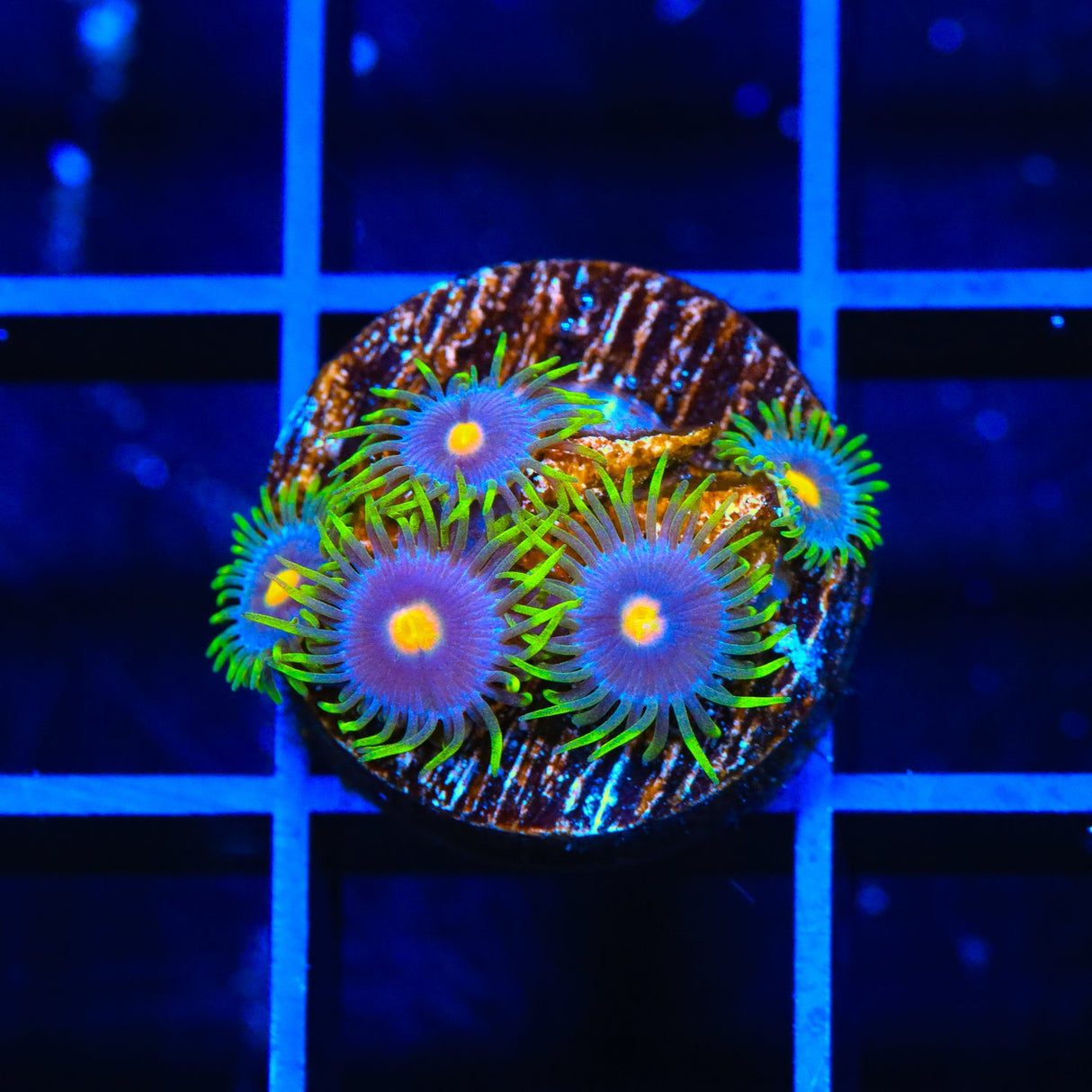 Blow Pop Zoanthids Coral