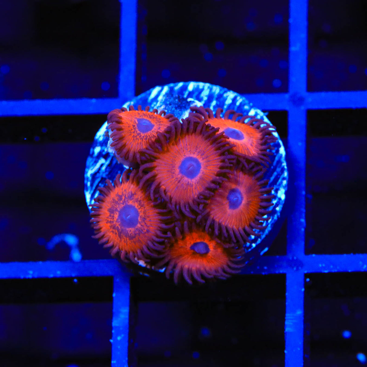 Orange Oxide Zoanthids Coral - Top Shelf Aquatics