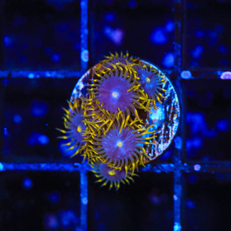 TSA Smurfette Zoanthids Coral