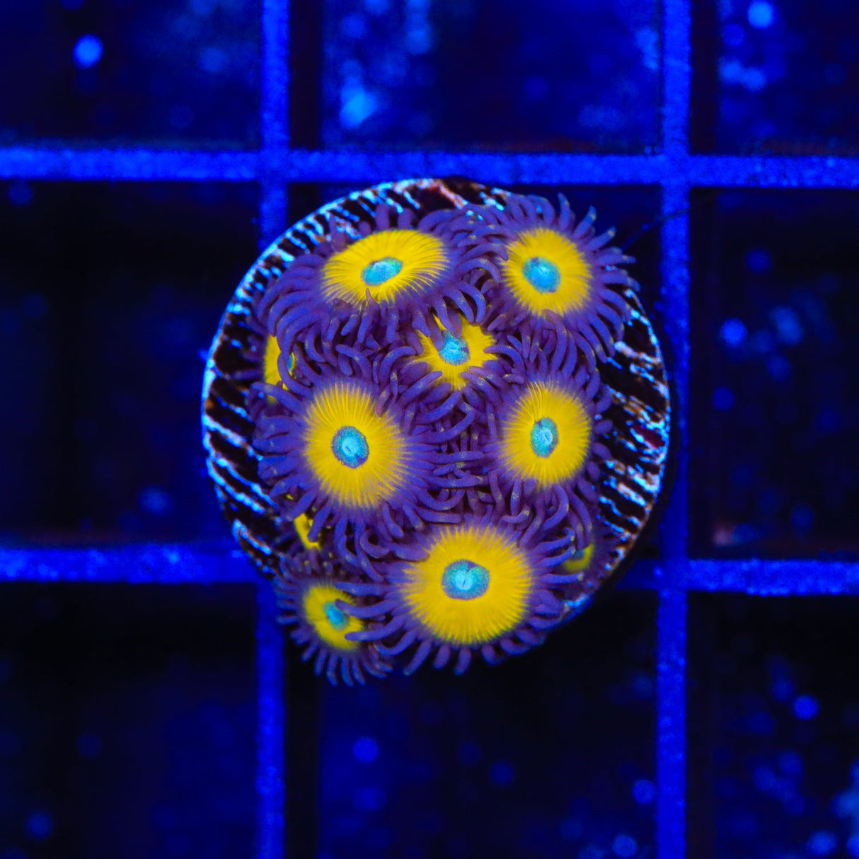 TSA Vulcan Blood Zoanthids Coral