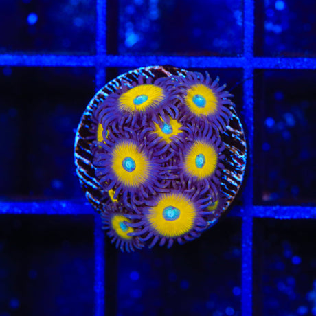 TSA Vulcan Blood Zoanthids Coral