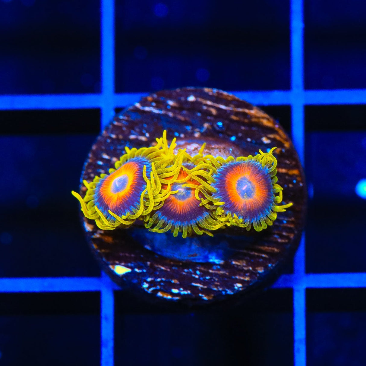 Super Saiyans Zoanthids Coral