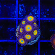 TSA Vulcan Blood Zoanthids Coral