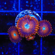 TSA Wizard Zoanthids Coral