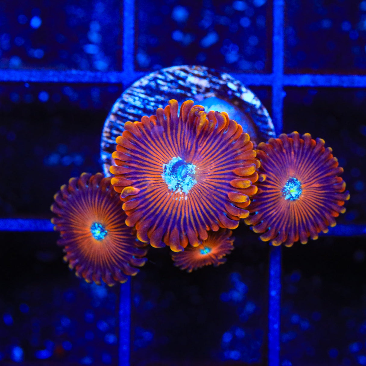 TSA Wizard Zoanthids Coral