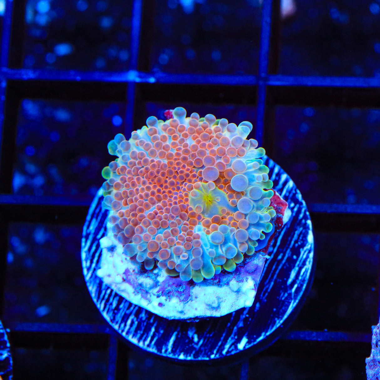 Rainbow Yuma Coral