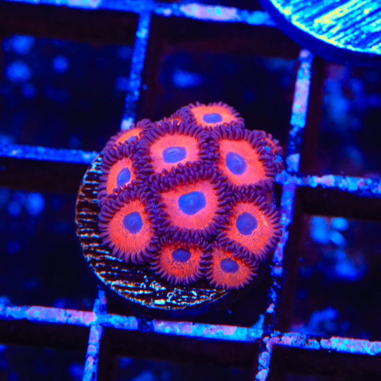 Kedds Red Zoanthids Coral