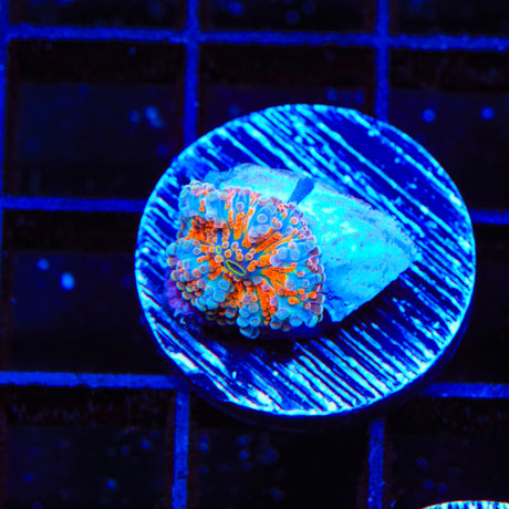 Rainbow Yuma Coral