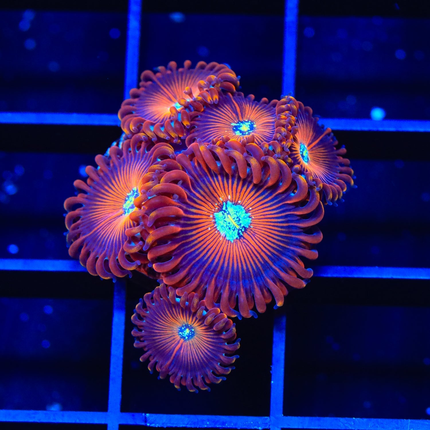 TSA Wizards Zoanthids Coral