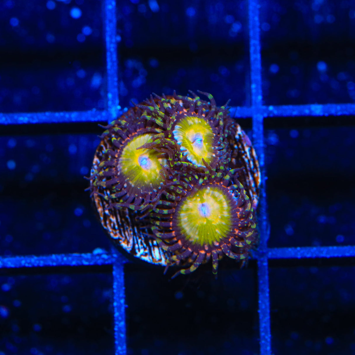 TSA Kaleidoscope Zoanthids Coral