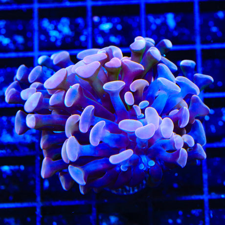 Whiplash Diaseris Plate Coral