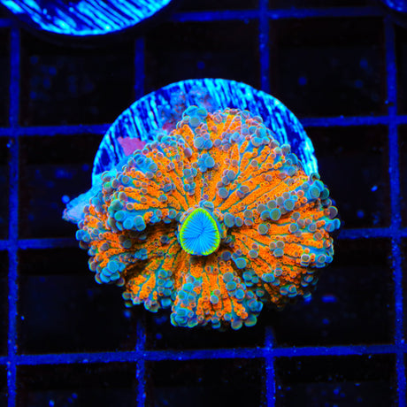 Rainbow Yuma COral