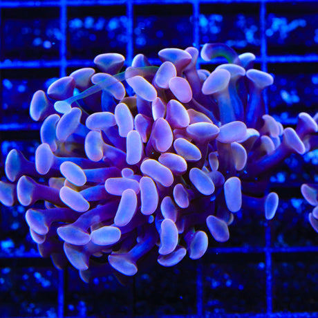 Purple Hammer Coral