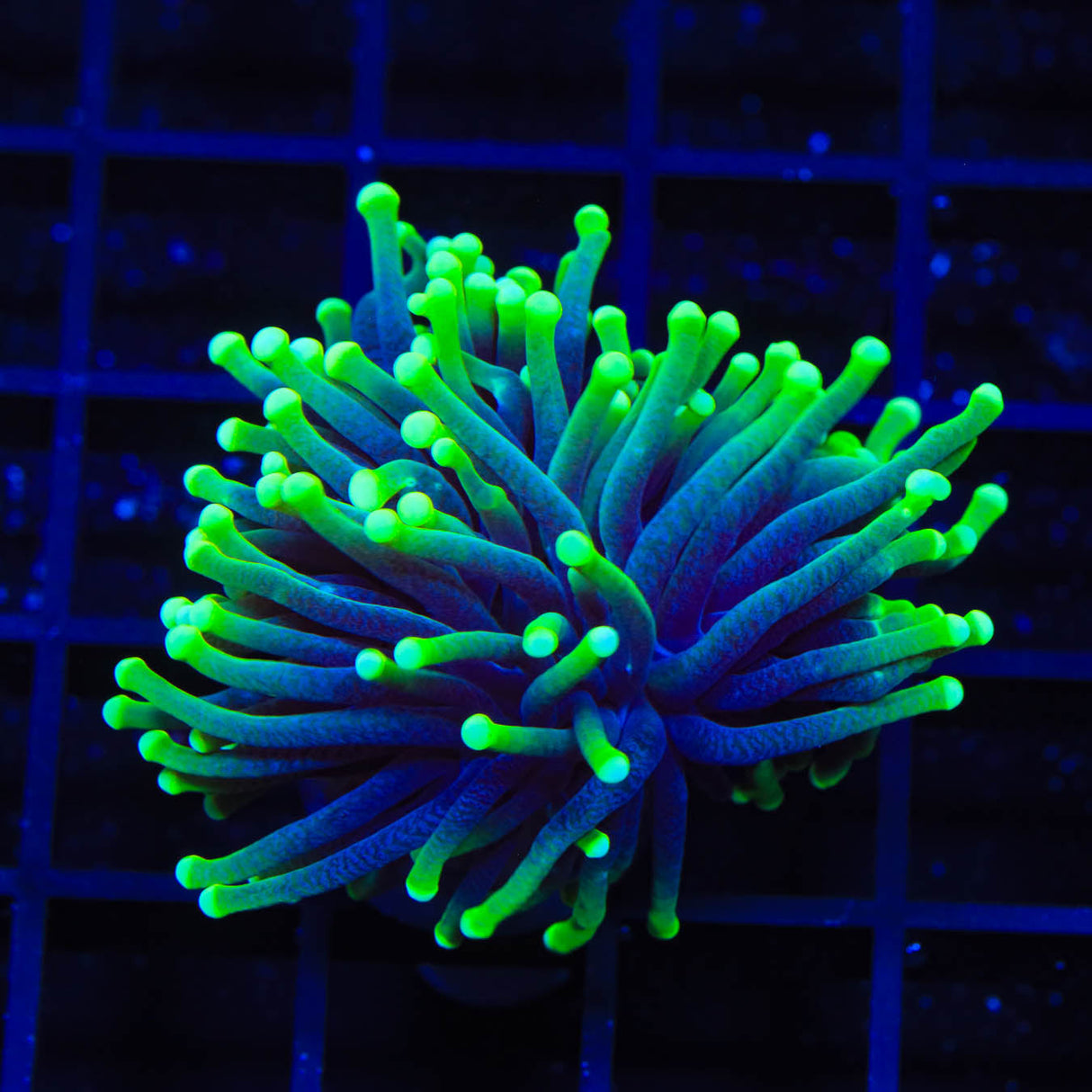 TSA Joker Torch Coral