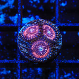 Pink Zipper Zoanthids Coral