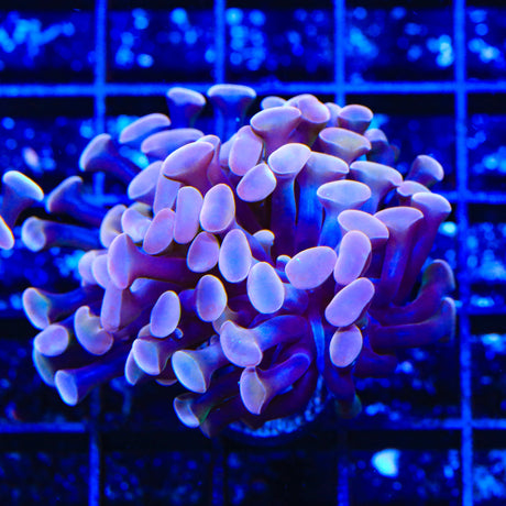 Purple Hammer Coral