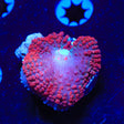 Red Saint Thomas Mushroom Coral