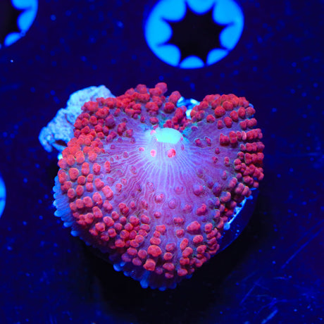 Red Saint Thomas Mushroom Coral