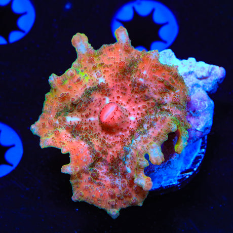 Calypso Umbrella Mushroom Coral