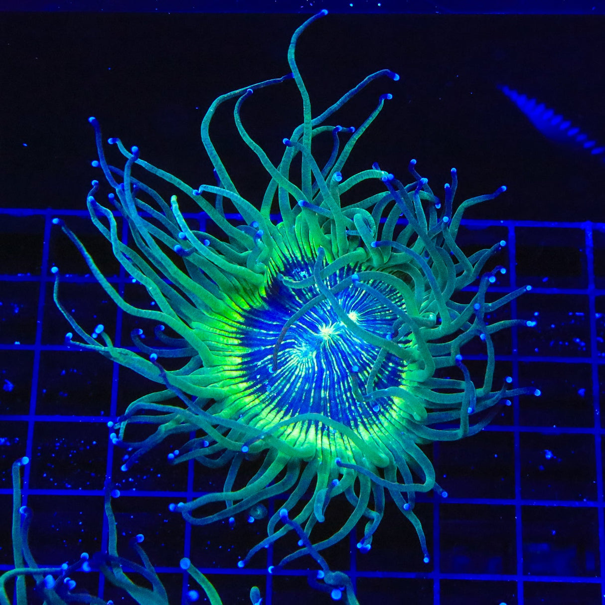 Blue Eye Elegance Coral