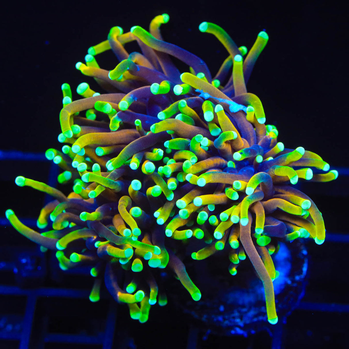 TSA Blowtorch Torch Coral