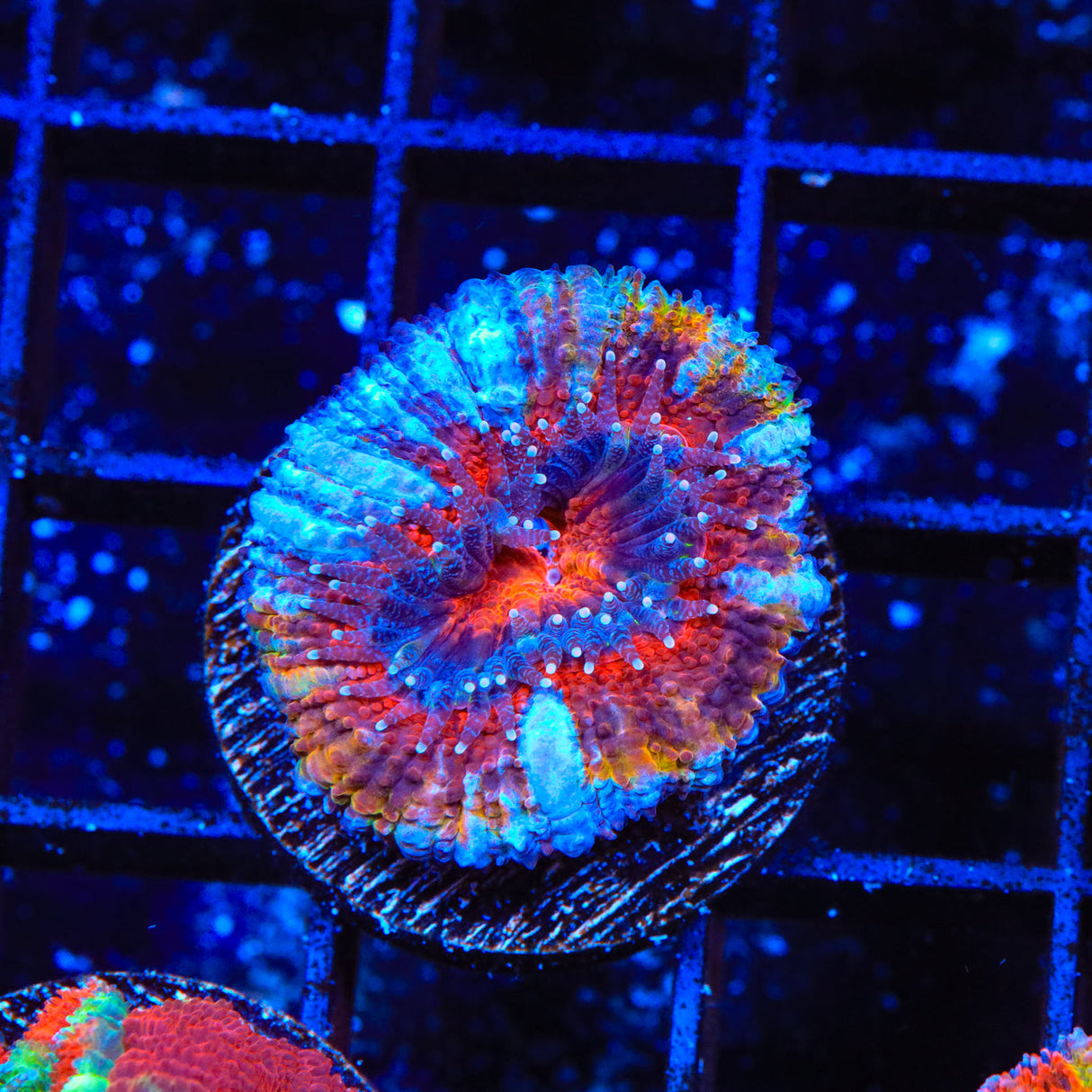 Ultra Acan Coral - Top Shelf Aquatics