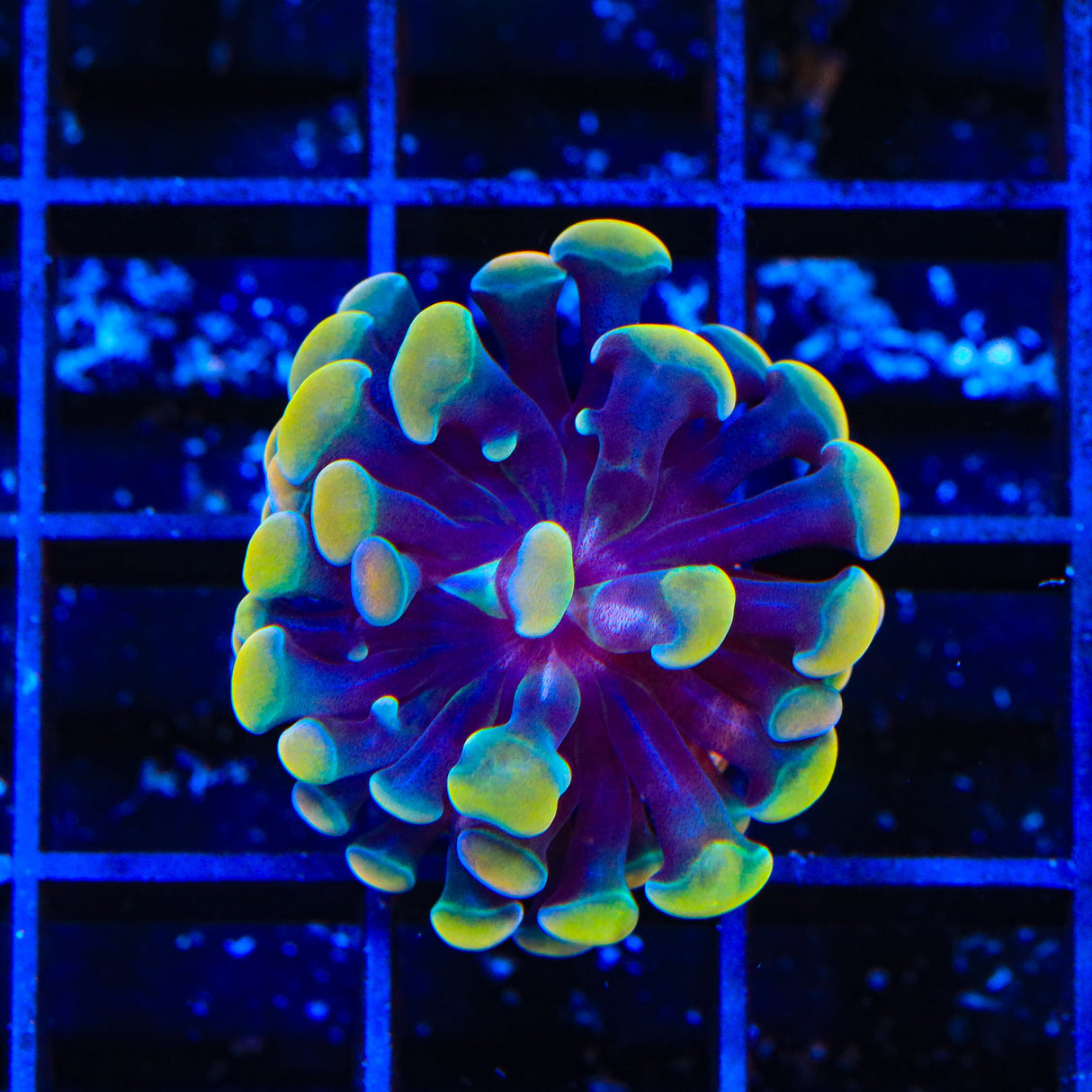 Rainbow Hammer Coral