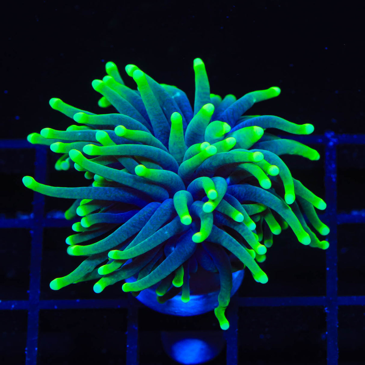 Joker Torch Coral Coral