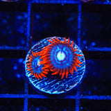 Fire and Ice Zoanthid Coral