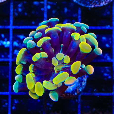 Rainbow Hammer Coral