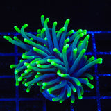 Joker Torch Coral Coral