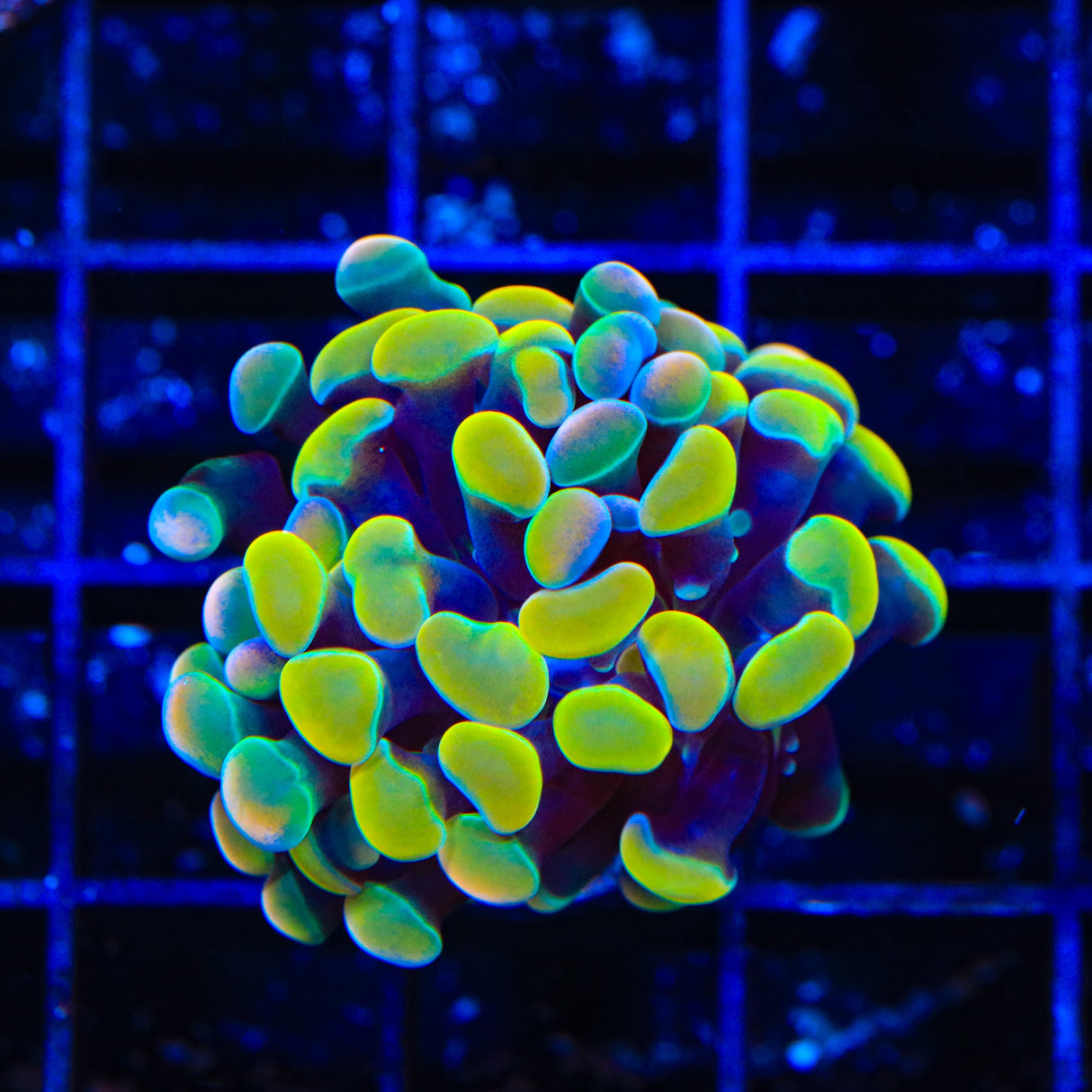 Rainbow Hammer Coral