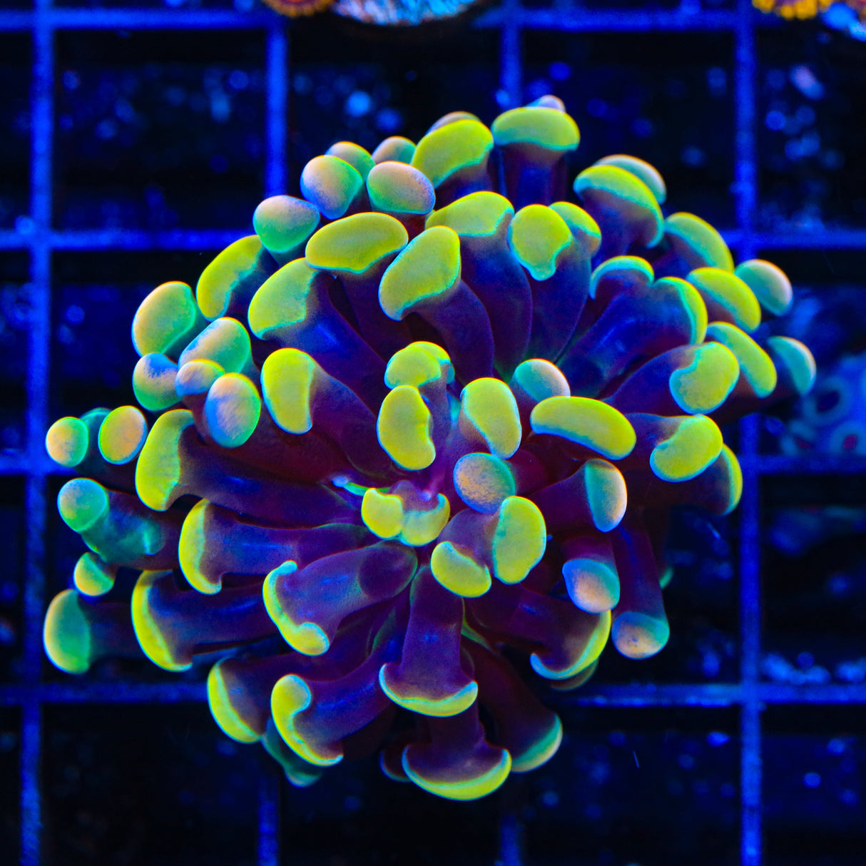 Rainbow Hammer Coral