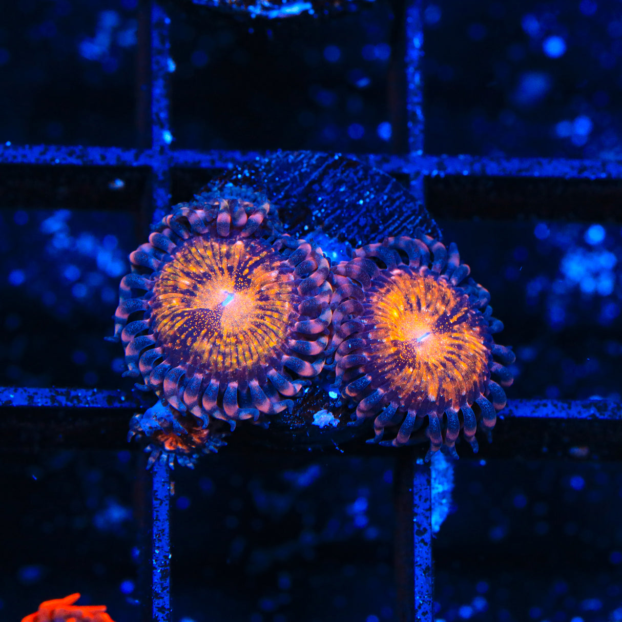 WWC Pandora Zoanthids Coral - Top Shelf Aquatics