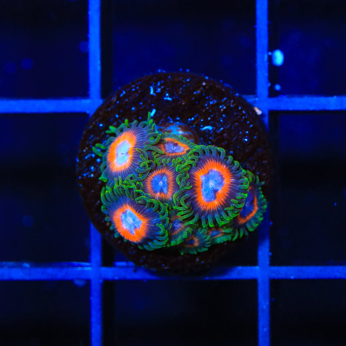 Playboy Bunny Zoanthids Coral