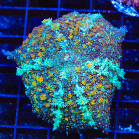 Desert Eagle Persian Mushroom Coral