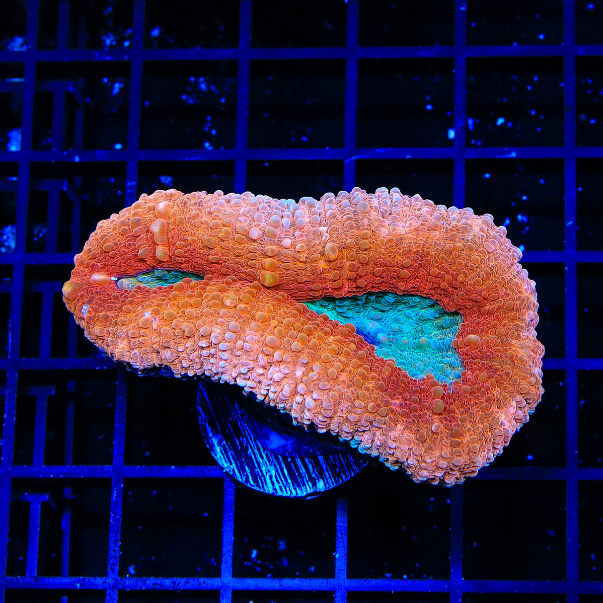 Red Ultra Lobophyllia Coral - Top Shelf Aquatics