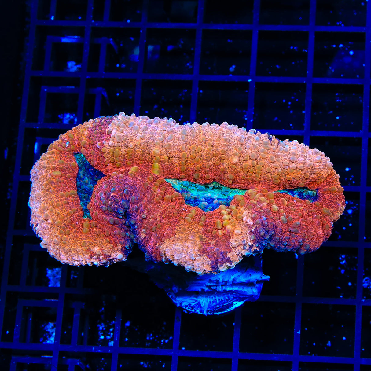 Red Ultra Lobophyllia Coral - Top Shelf Aquatics