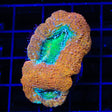 Rainbow Bowerbankii Coral