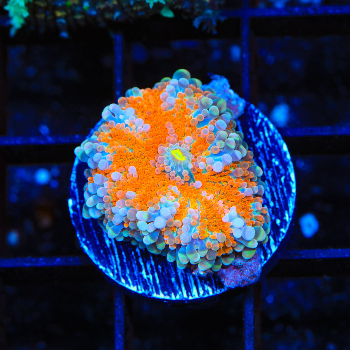 Rainbow Yuma Coral