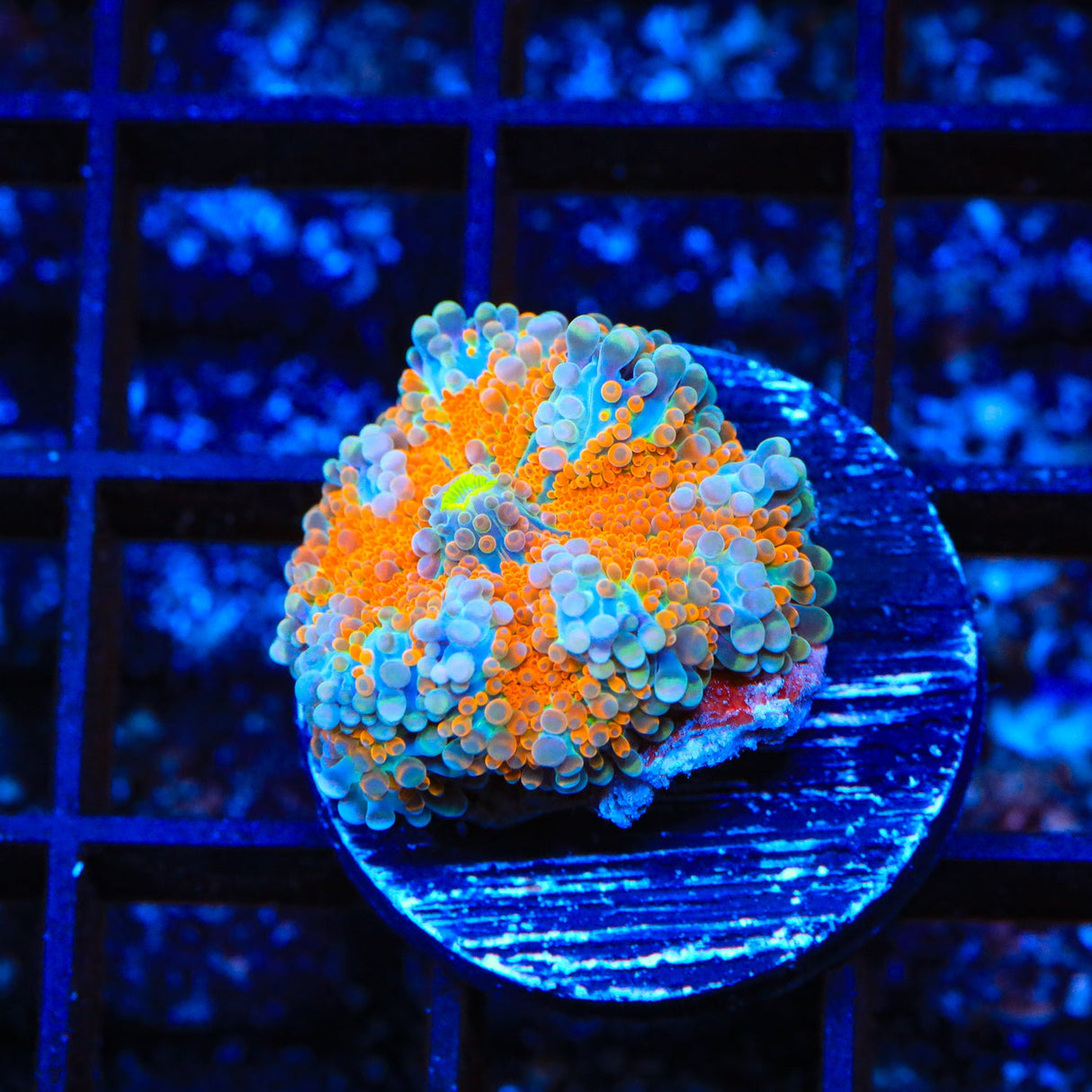 Rainbow Yuma Coral