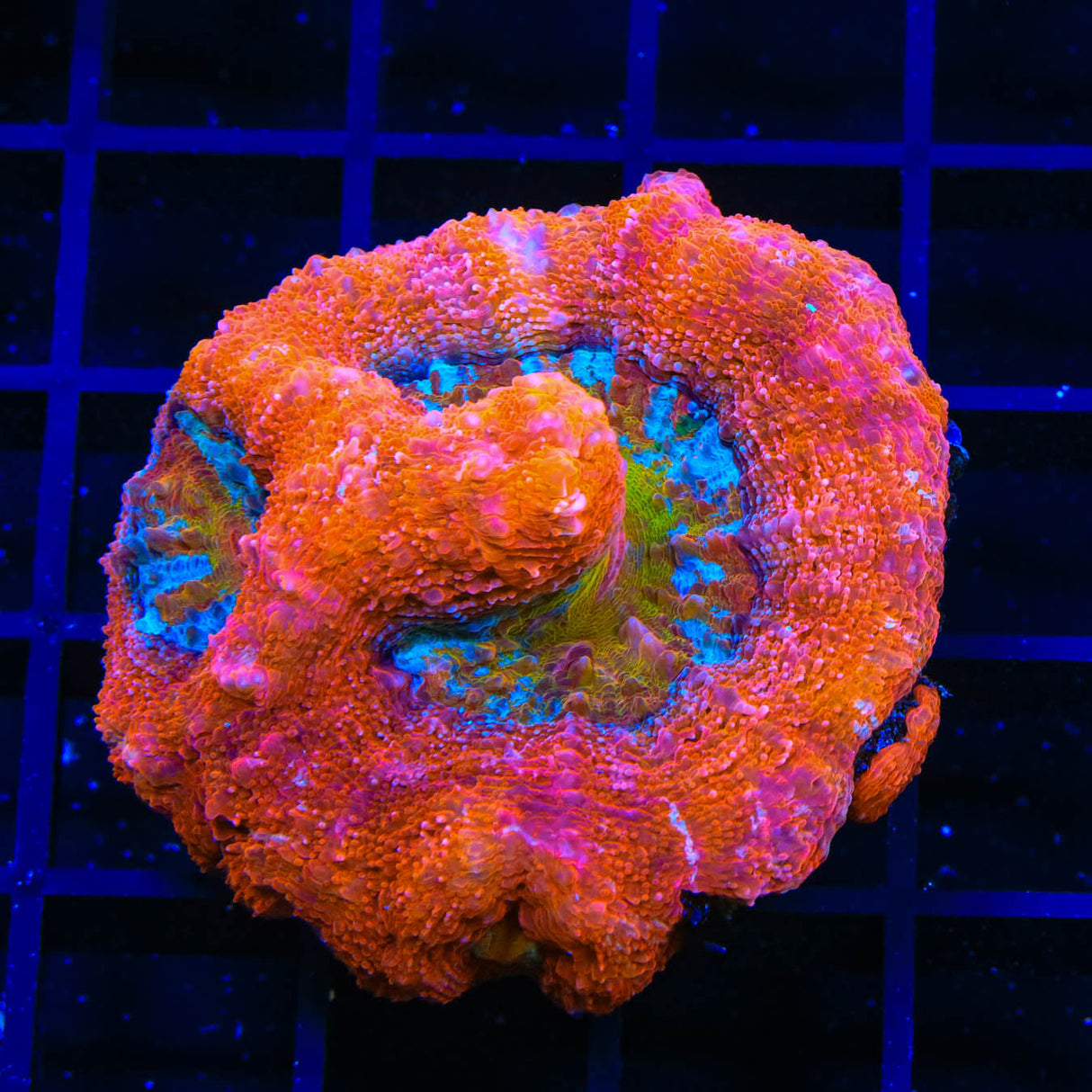 Crazy Rainbow Bowerbanki Coral - Top Shelf Aquatics