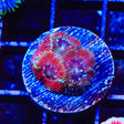 Ultra Acan Coral