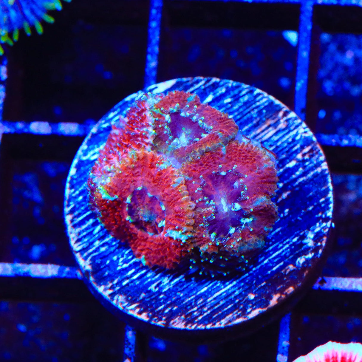 Ultra Acan Coral