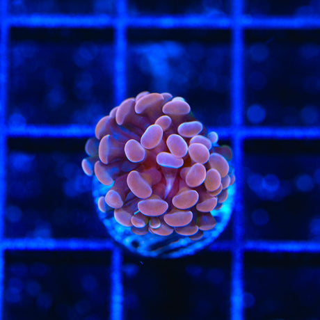 Purple Hammer Coral