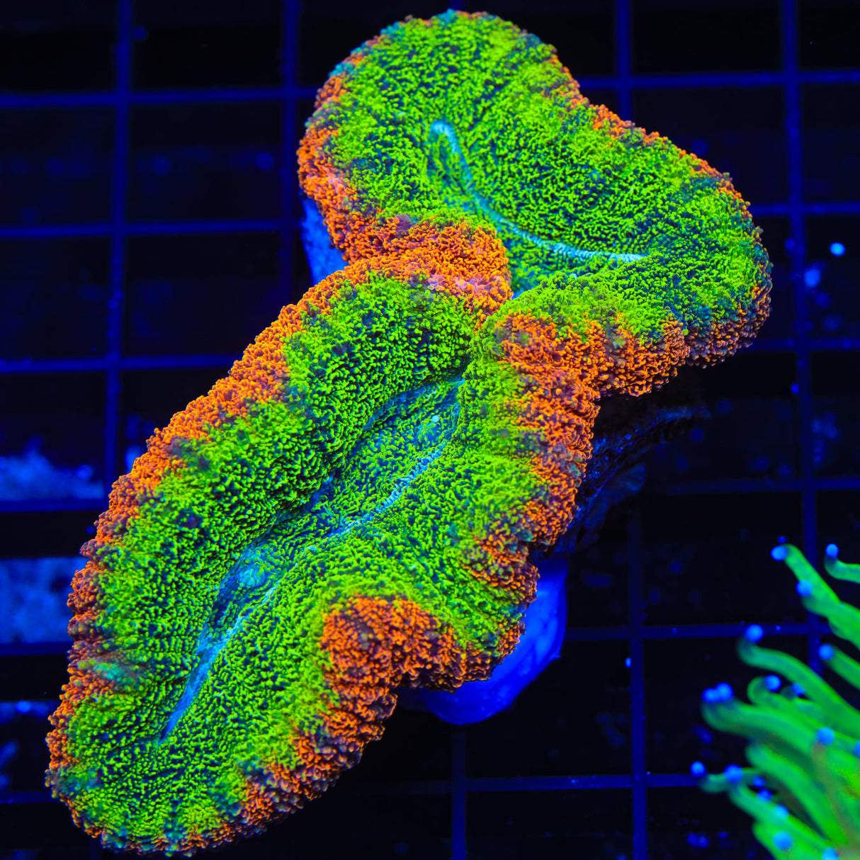 Peppermint Alveopora Coral