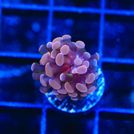 Purple Hammer Coral