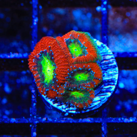 Ultra Acan Coral