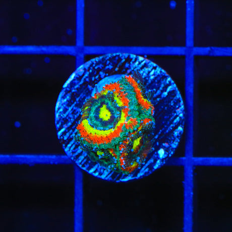 F2M Holy Grail Micromussa Acan Coral